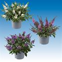 Bild von Vp Buddleia davidii P19 Divers